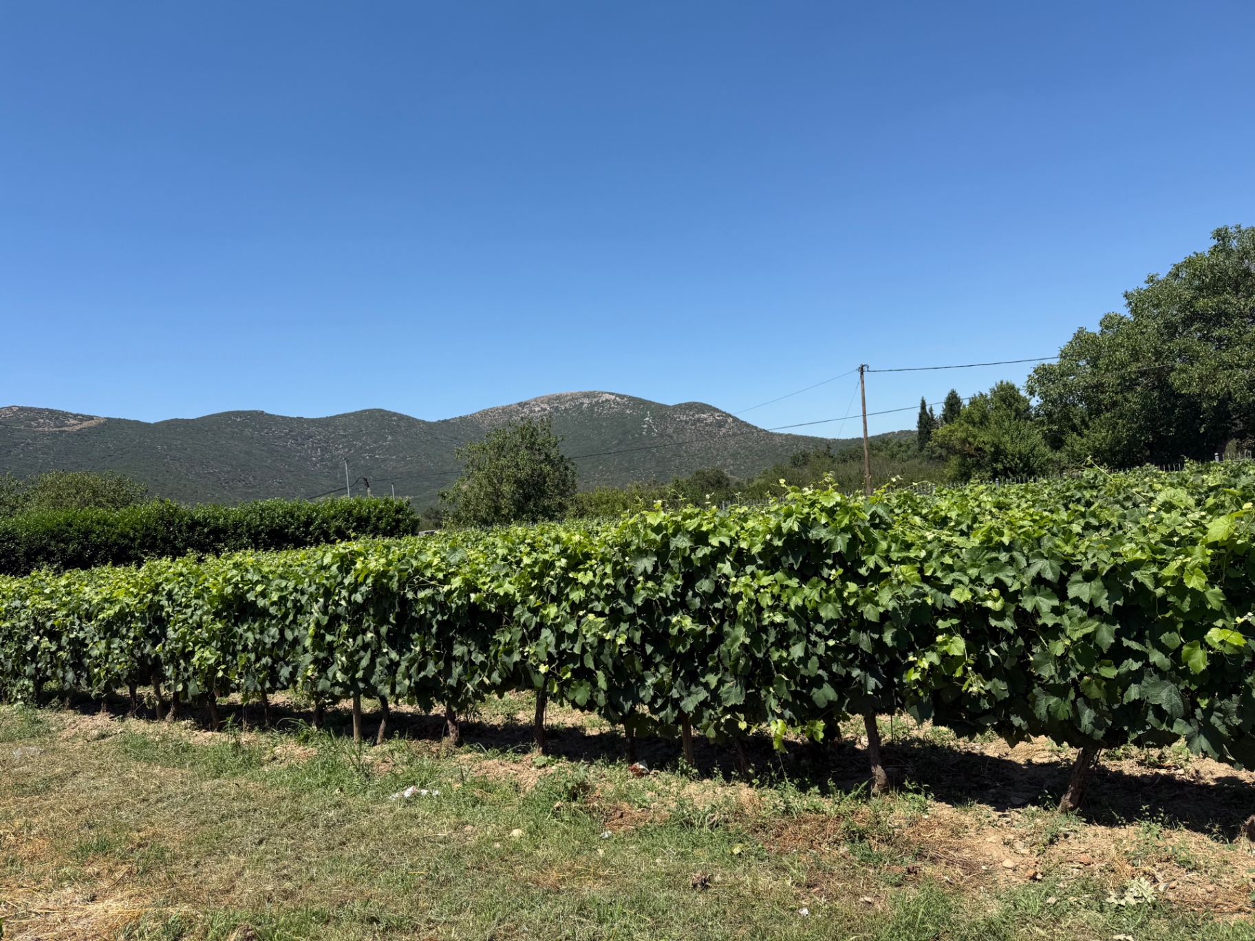 Vineyards on the Arcadian plateau with mountains behind